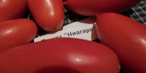 Niagara paradajz: recenzije, fotografije, prinos